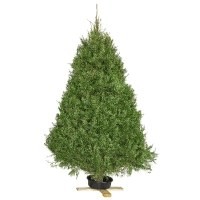 Pino natural 1.8–2 m — por unidad