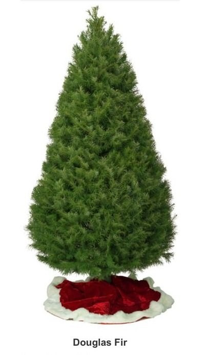 Pino natural 1.5–1.8 m — por unidad