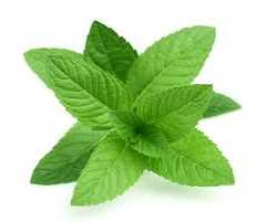 [1700864722563-Li0jX] Menta