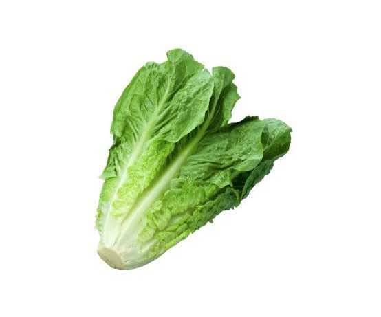 [1689983934744423-Li0j] LECHUGA OREJONA
