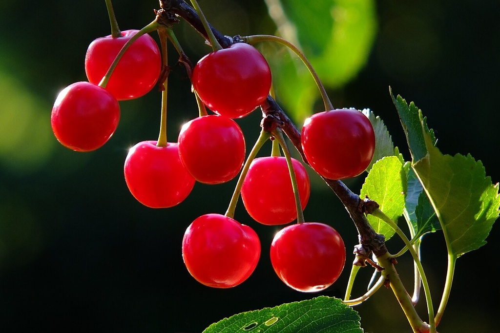[1689983934743391-Li0j] Cereza Roja — por caja