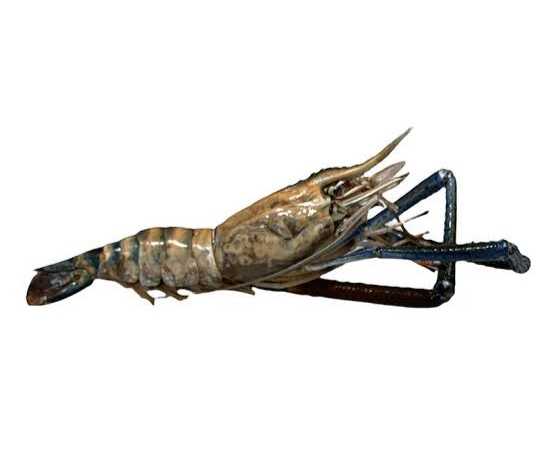 [1689983934741321-Li0j] Langostino
