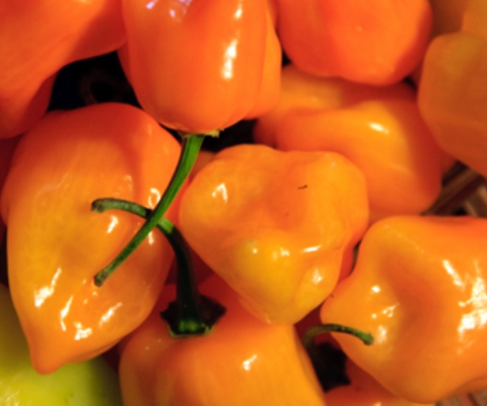 [42] Chile Habanero
