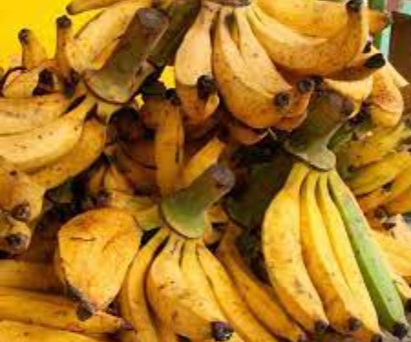 [41] Platano Macho