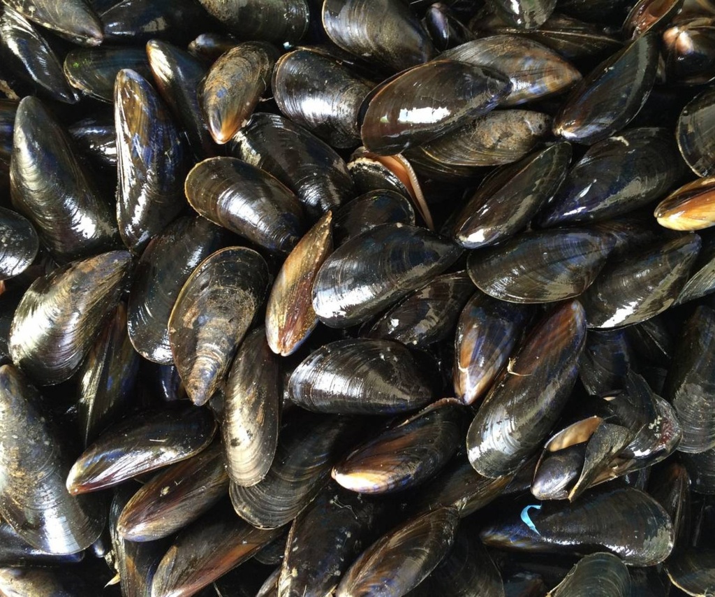 [11] Mejillones chilenos