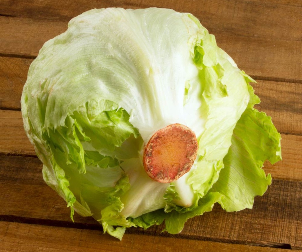 [48] Lechuga (Caja 18 pz)