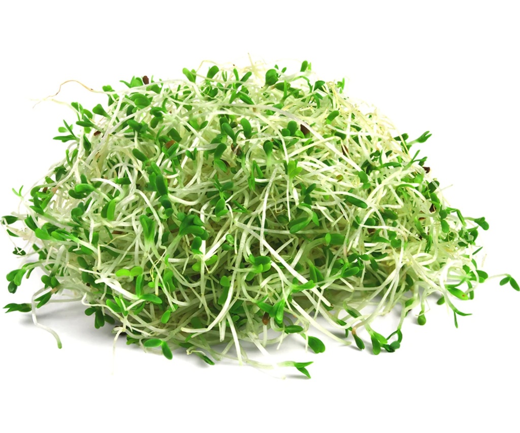[48] Germen de Alfalfa