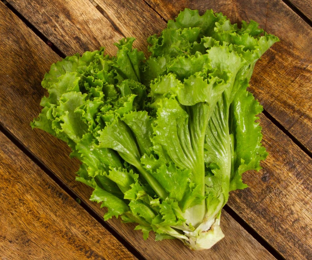[48] Lechuga  Italiana