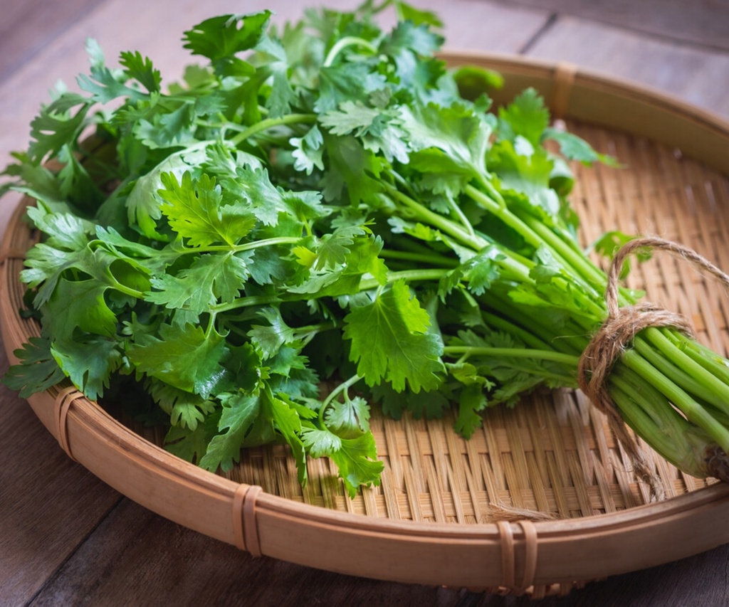 [48] Extra grande manojo de cilantro